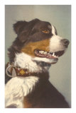 Bernese Dog with Collar Posters