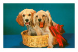 Spaniel Puppies in Basket with Red Bow Posters
