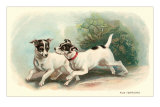 Two Fox Terriers Posters