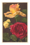 Rose Varieties Poster