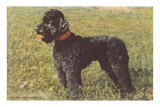 Black Standard Poodle on Grass Posters