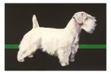 Skye Terrier and German Shepherd Photo