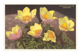 Sulfur-Yellow Anemones Poster