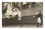 Vienna Lippizanner Jumping Posters