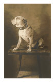Pit Bull on Table with Collar Poster