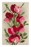 Red Sweet Peas Pósters