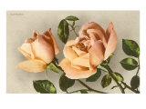 Safrano Roses Lámina giclée Safrano Roses Lámina giclée