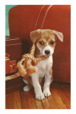 Puppy with Noose Photo