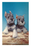 Two Schnauzer Puppies Posters