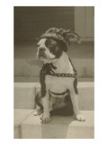 Boston Bulldog in Renaissance Cap Lámina giclée Boston Bulldog in Renaissance Cap Lámina giclée
