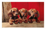 Three Dachshund Puppies Posters