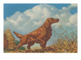 Pointer, Irish Setter Lámina giclée Pointer, Irish Setter Lámina giclée