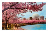Tidal Basin, Jefferson Memorial, Cherry Blossoms, Washington, D.C. Posters