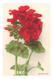 Geraniums Posters