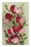 Crimson Sweet Peas Posters