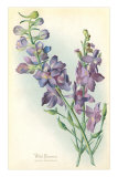 Wild Larkspur Posters Wild Larkspur Posters