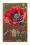 Bracted Poppy Posters