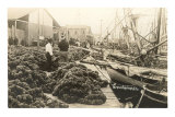 Sponge Harvest, Tarpon Springs, Florida Photo