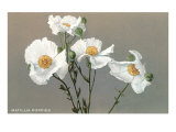 Matilija Poppies Lámina giclée