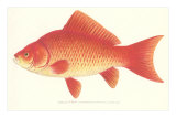 Goldfish Photo