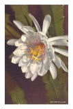 White Epiphyllum Photo