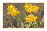 Golden Primrose Posters