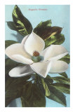 Magnolia Blossom Posters