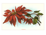 Poinsettia Lámina giclée
