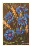 Corn Flowers and Wheat Photo