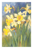 Daffodils Posters