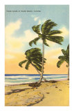 Palm Trees, Miami Beach, Florida Prints