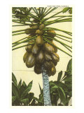Papaya Tree, Florida Lámina giclée Papaya Tree, Florida Lámina giclée
