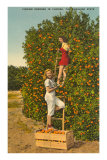 Ladies Picking Oranges, Florida Posters