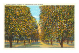 Orange Grove, Florida Posters