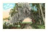 Royal Arch Oak, Florida Posters