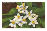 Fleurs d'oranger en Floride Posters