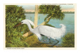 Snowy Egret, Myakka River State Park, Florida Posters