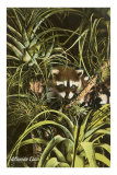 Florida Coon, Pineapples Kunstdrucke