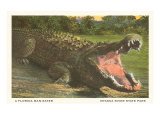 Florida Alligator, Myakka River State Park Lámina giclée Florida Alligator, Myakka River State Park Lámina giclée