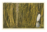 Sugar Cane, Florida Posters