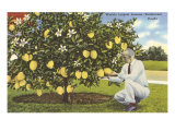 World's Largest Lemons, Florida Lámina giclée World's Largest Lemons, Florida Lámina giclée