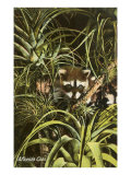 Florida Coon, Pineapples Impressão giclée Florida Coon, Pineapples Impressão giclée