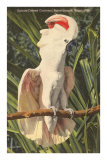 Salmon-Crested Cockatoo, Florida Posters