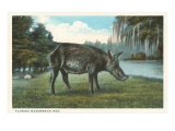 Cerdo verrugoso, Florida Lámina giclée