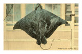Whip Ray, Miami, Florida Posters