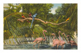 Macaws, Flamingos, Cockatoo, Florida Posters