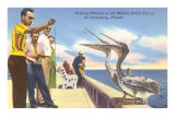 Feeding Pelicans, St. Petersburg, Florida Posters