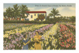 Gladioli Field, Ft. Myers, Florida Posters