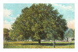 Water Oak, Jacksonville, Florida Posters