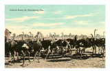 Ostrich Farm, St. Petersburg, Florida Posters